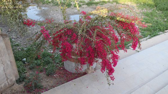 A plant with beautiful red flowers at Nikunj Van, Vrindavan