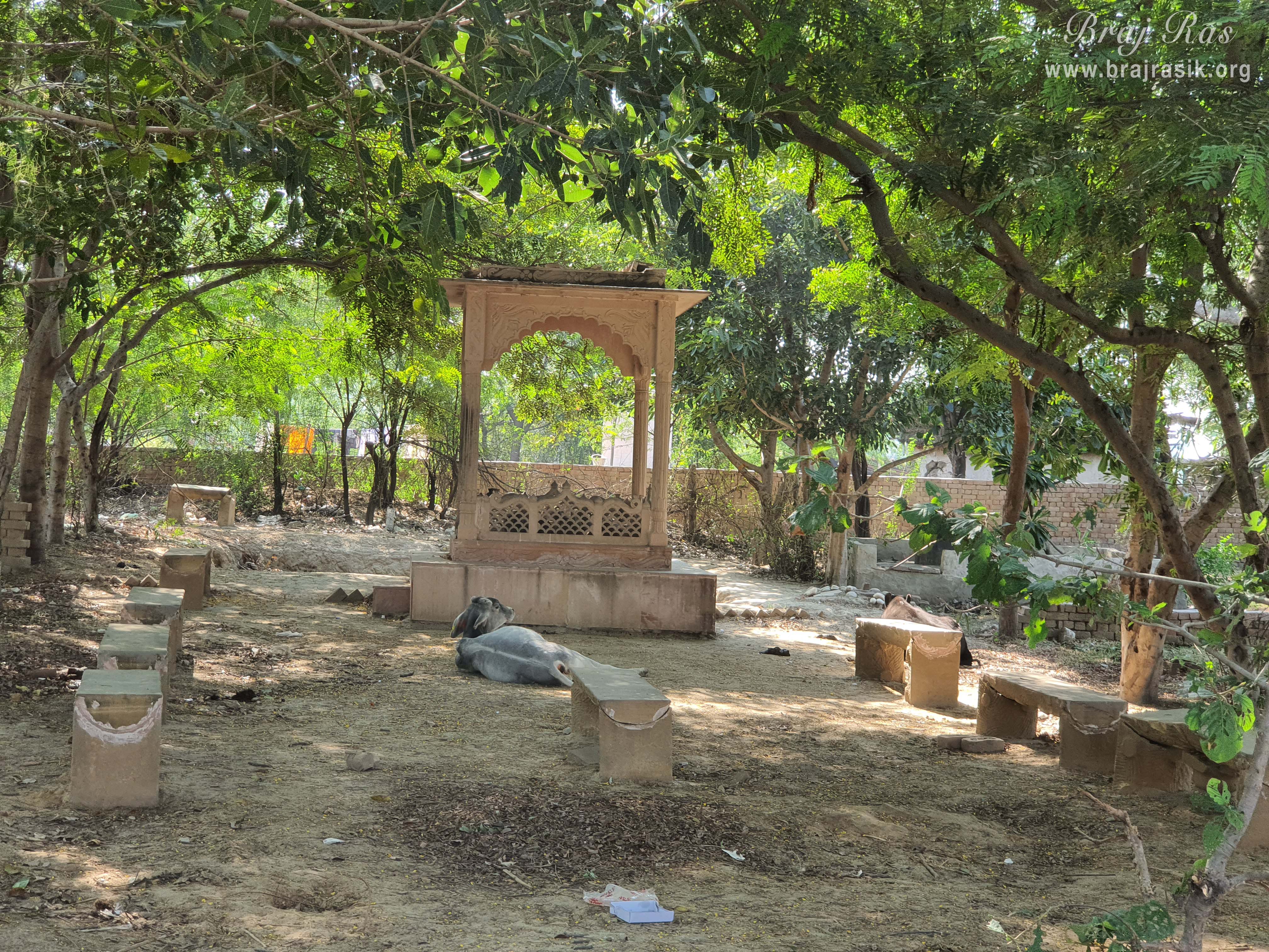 Glimpses of a cow resting in the bowers located at Deha Kund, Uncha Gaun.