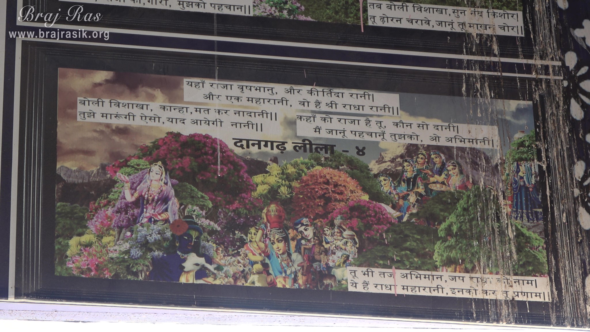 Fourth photo of Pastimes depicted on the wall of Shri Dan Bihari Temple at Dan Garh - Barsana