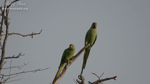 Two parrots seated on a tree at Dan Garh - Barsana