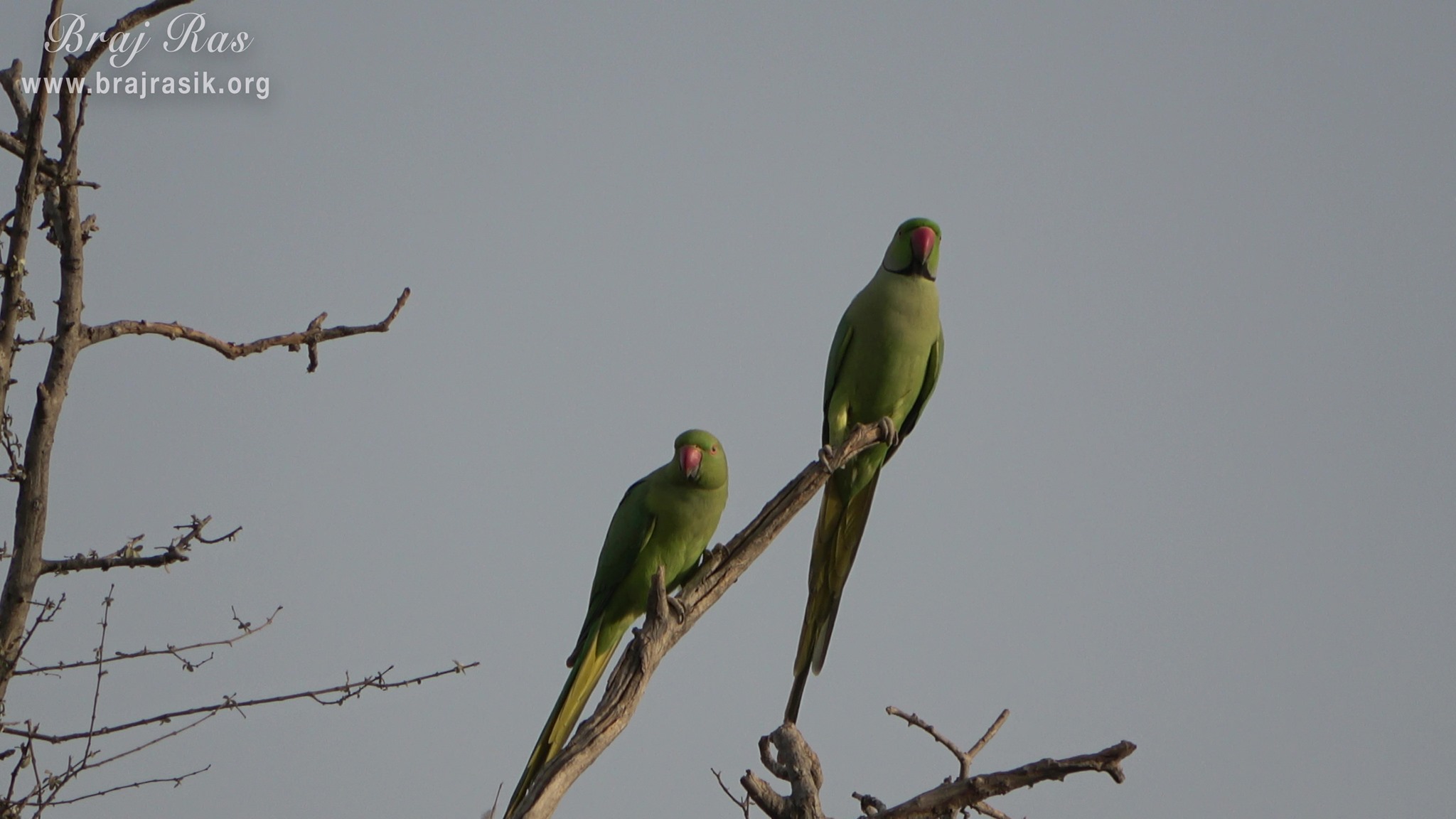 Two parrots seated on a tree at Dan Garh - Barsana