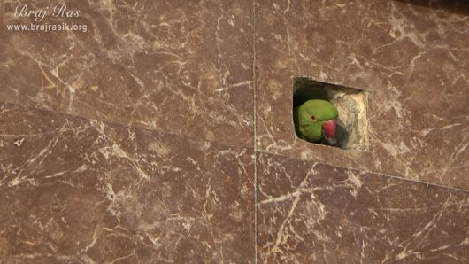A parrot hidden in a hole on the wall of Shri Dan Bihari Temple at Dan Garh - Barsana