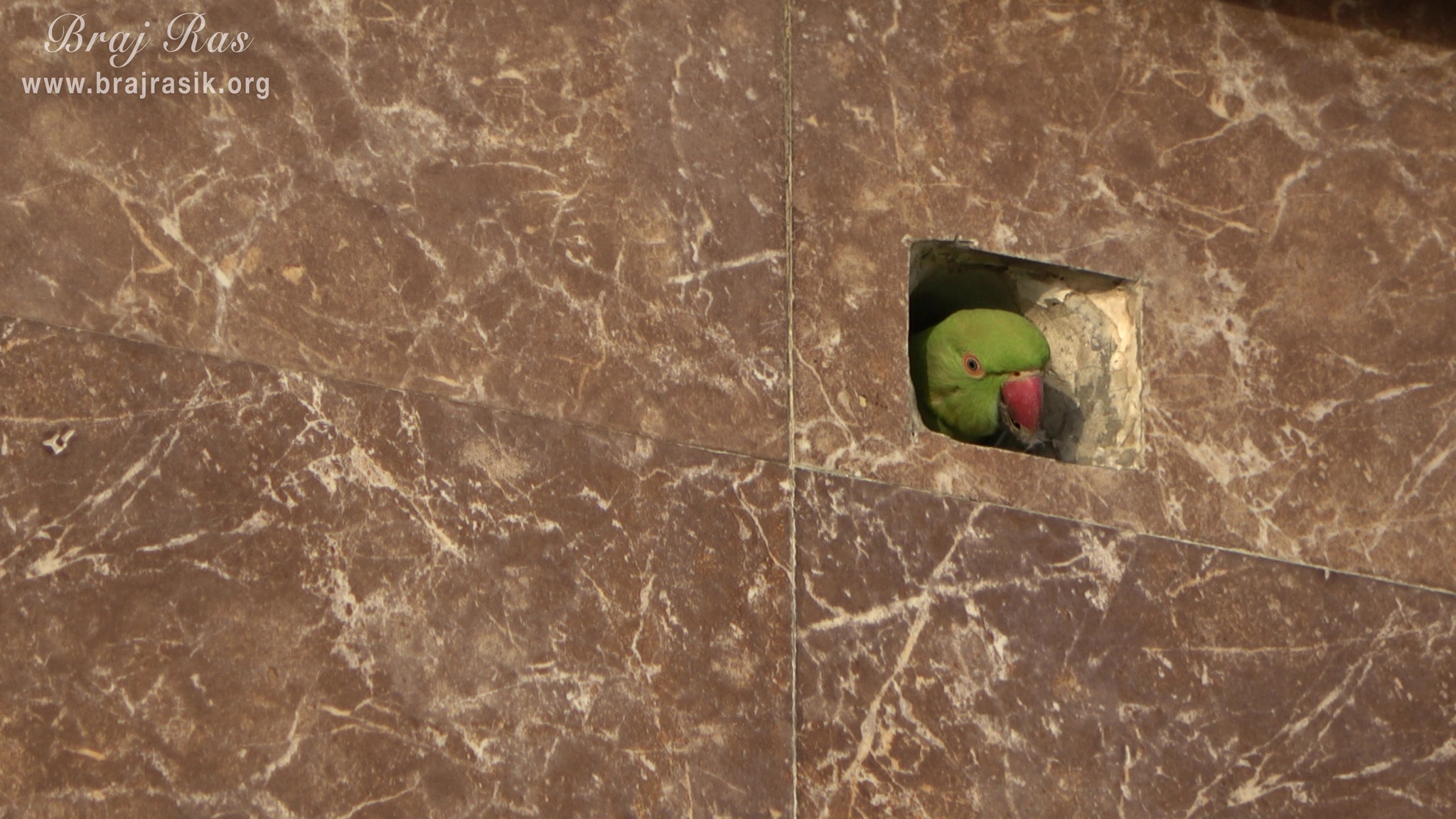 A parrot hidden in a hole on the wall of Shri Dan Bihari Temple at Dan Garh - Barsana