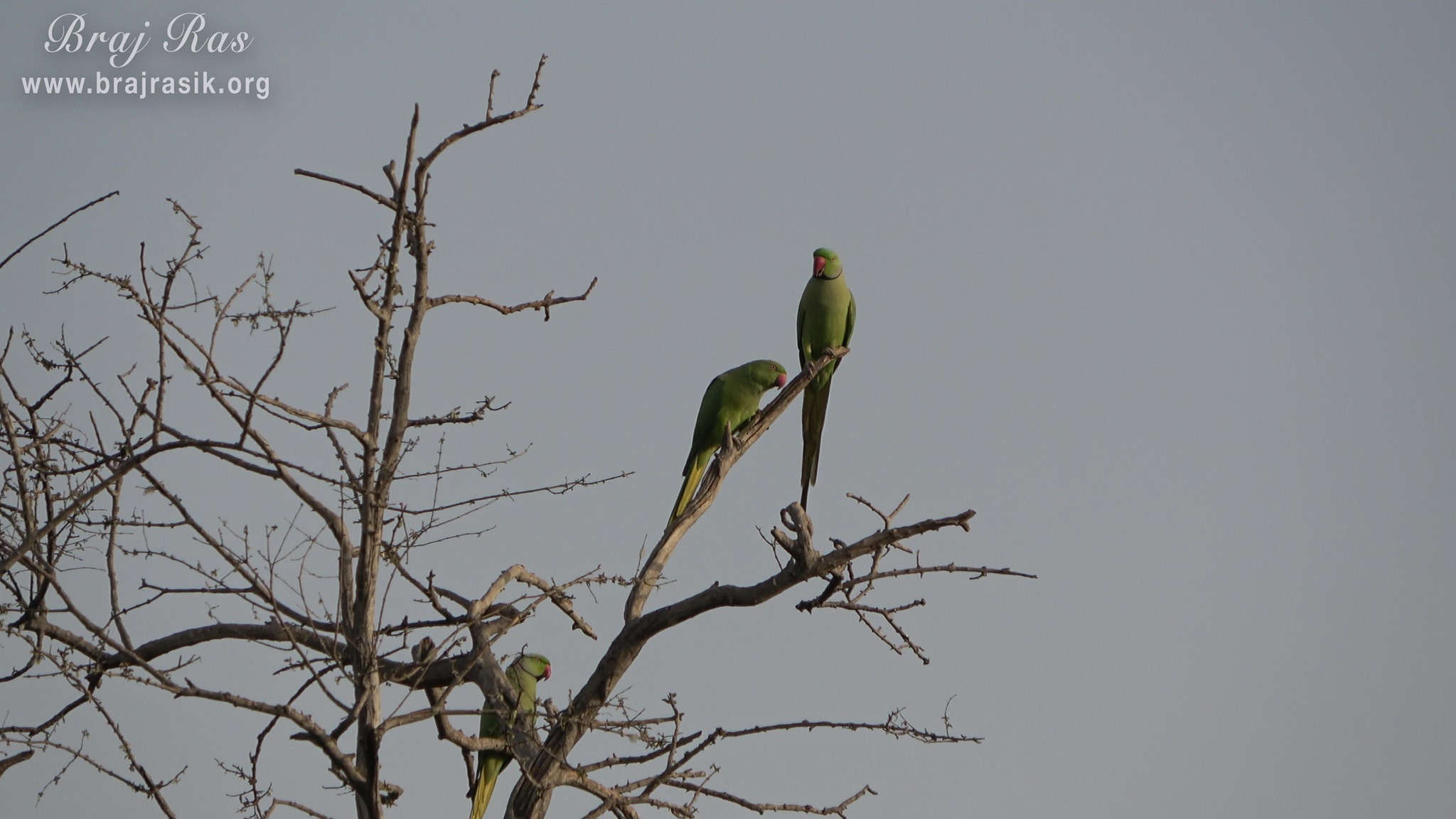 Beautiful view of parrots sitting on a tree at Dan Garh - Barsana