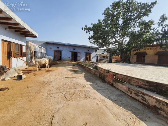 Cows inside Sur Shyam Goshala at Surdas Kuti, Chandra Sarovar, Parasauli