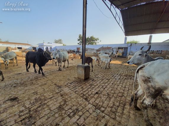 Beautiful white cows inside Sur Shyam Goshala at Surdas Kuti, Chandra Sarovar, Parasauli
