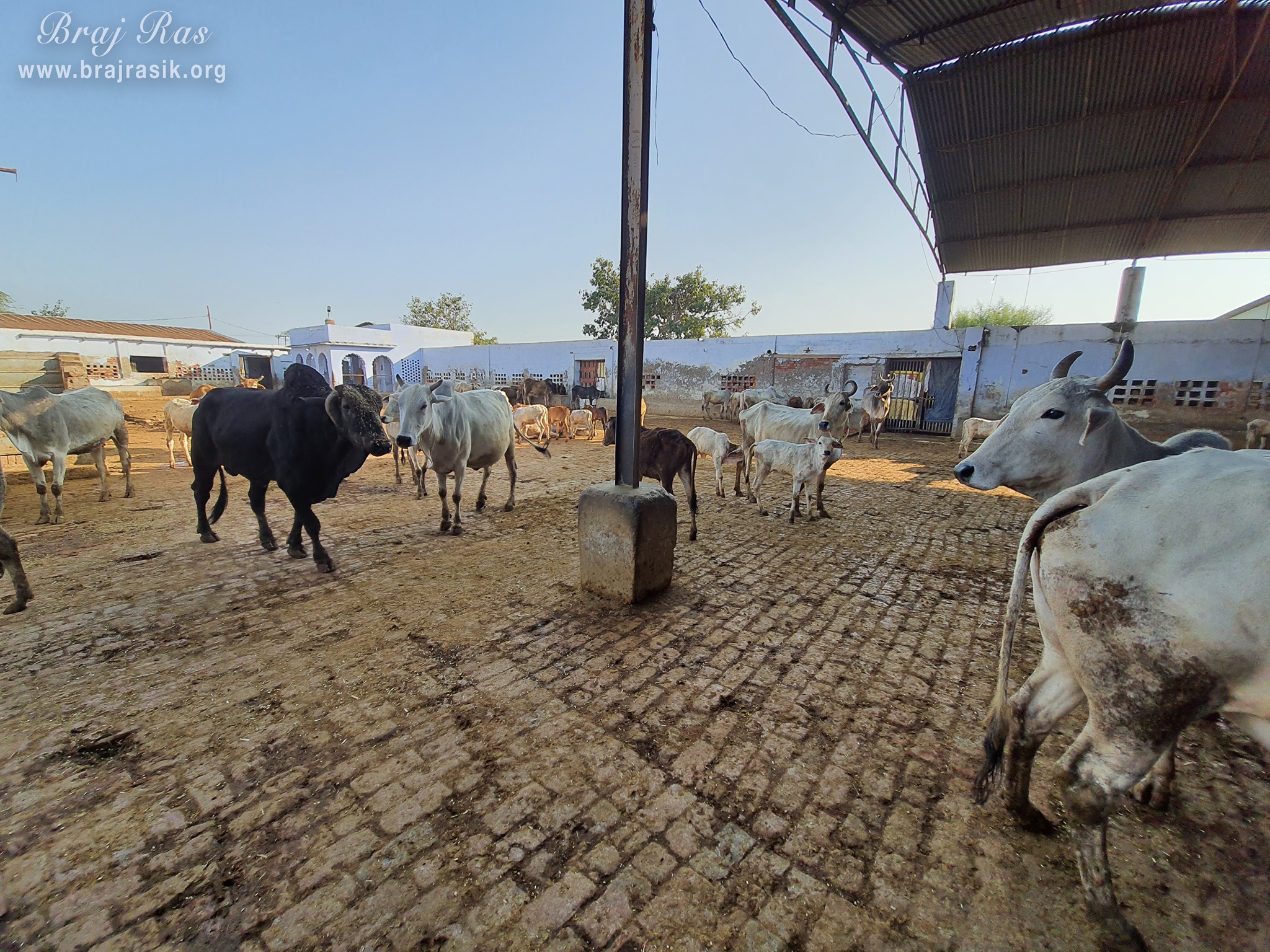 Beautiful white cows inside Sur Shyam Goshala at Surdas Kuti, Chandra Sarovar, Parasauli