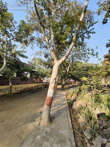 View of beautiful green trees at Surdas Kuti, Chandra Sarovar, Parasauli