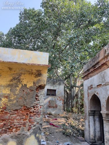 View of ancient banyan tree at Surdas Kuti, Chandra Sarovar, Parasauli