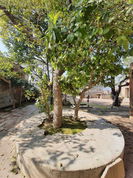 A beautiful platform made around a tree at Surdas Kuti, Chandra Sarovar, Parasauli