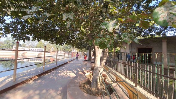 View of the trees around Chandra Sarovar at Surdas Kuti, Chandra Sarovar, Parasauli