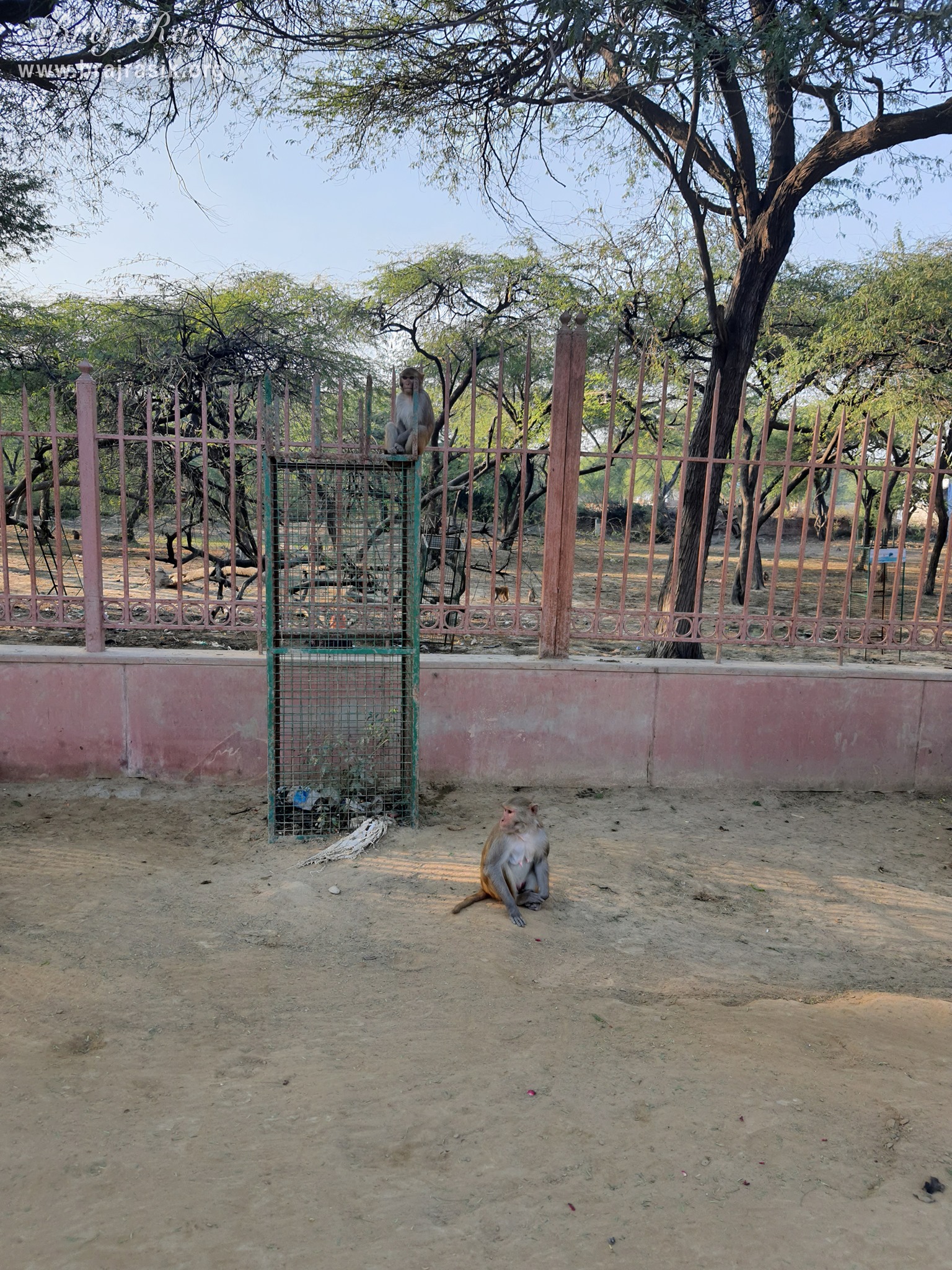 Monkeys near Shyam Kuti