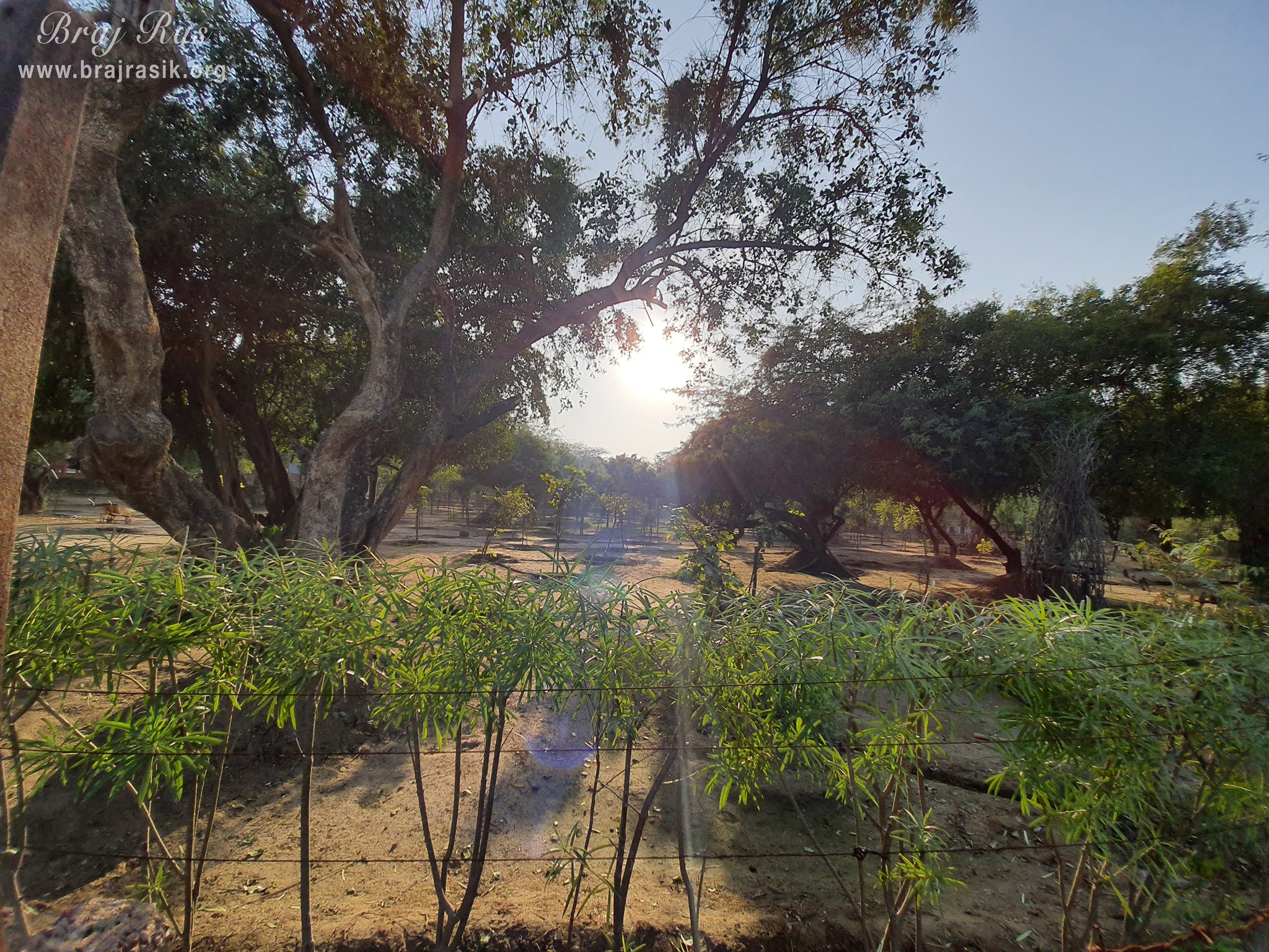 View of green trees at Shyam Kuti