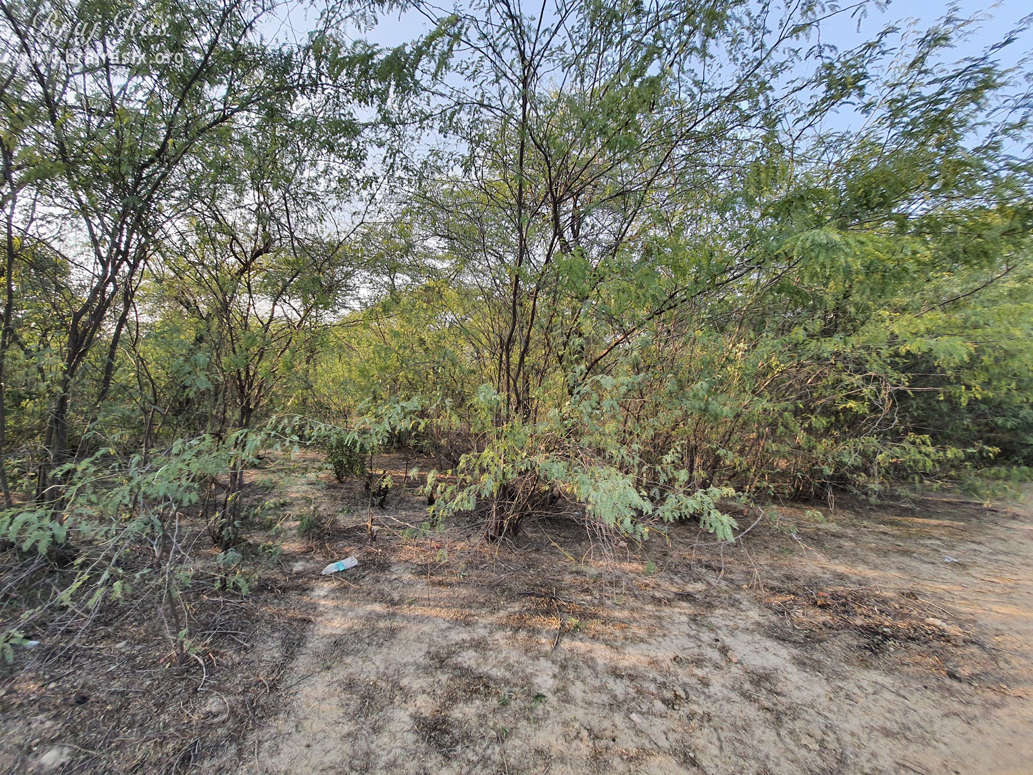 View of beautiful green trees at Shyam Kuti