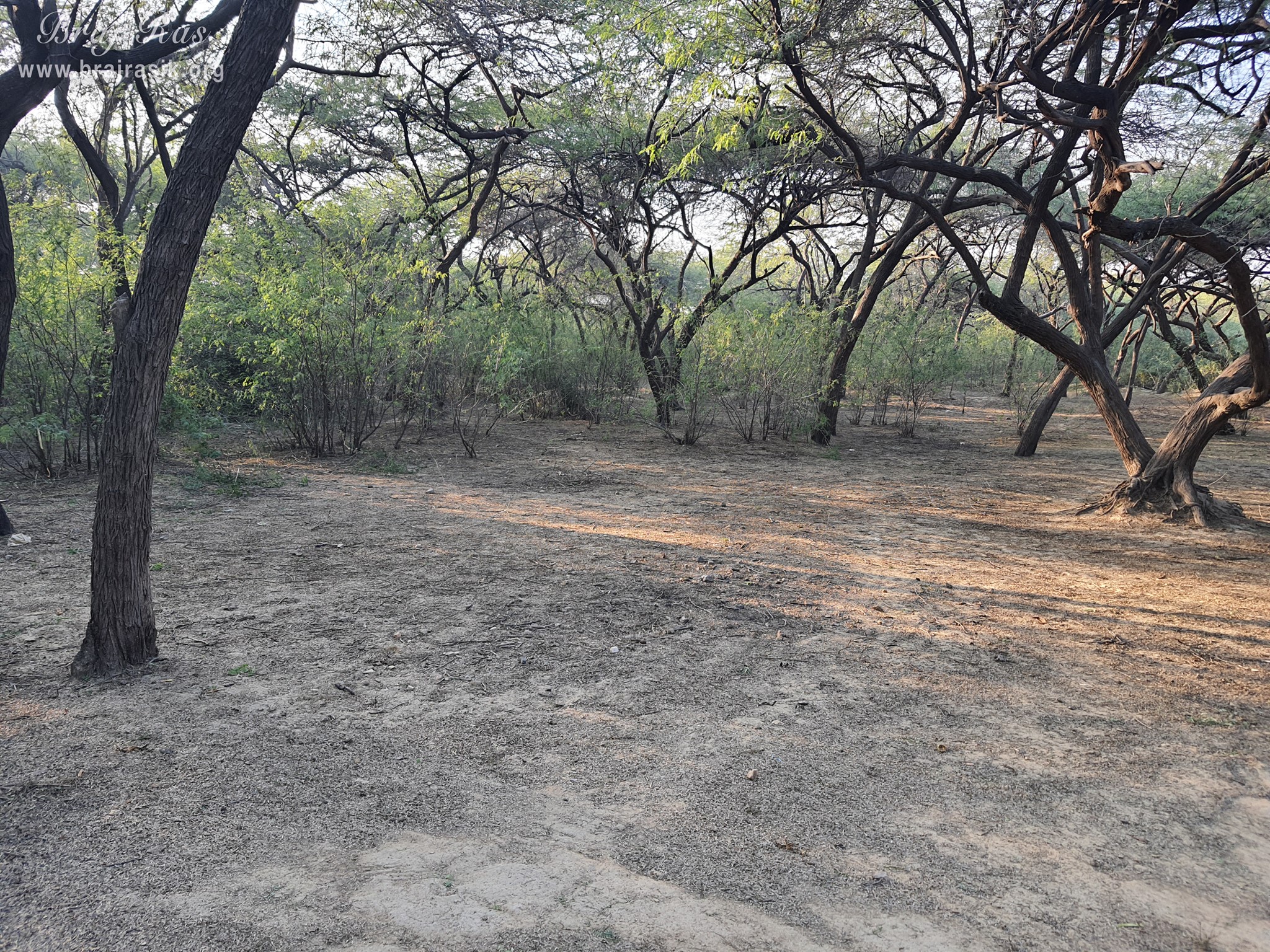 View of divine forest at Shyam Kuti