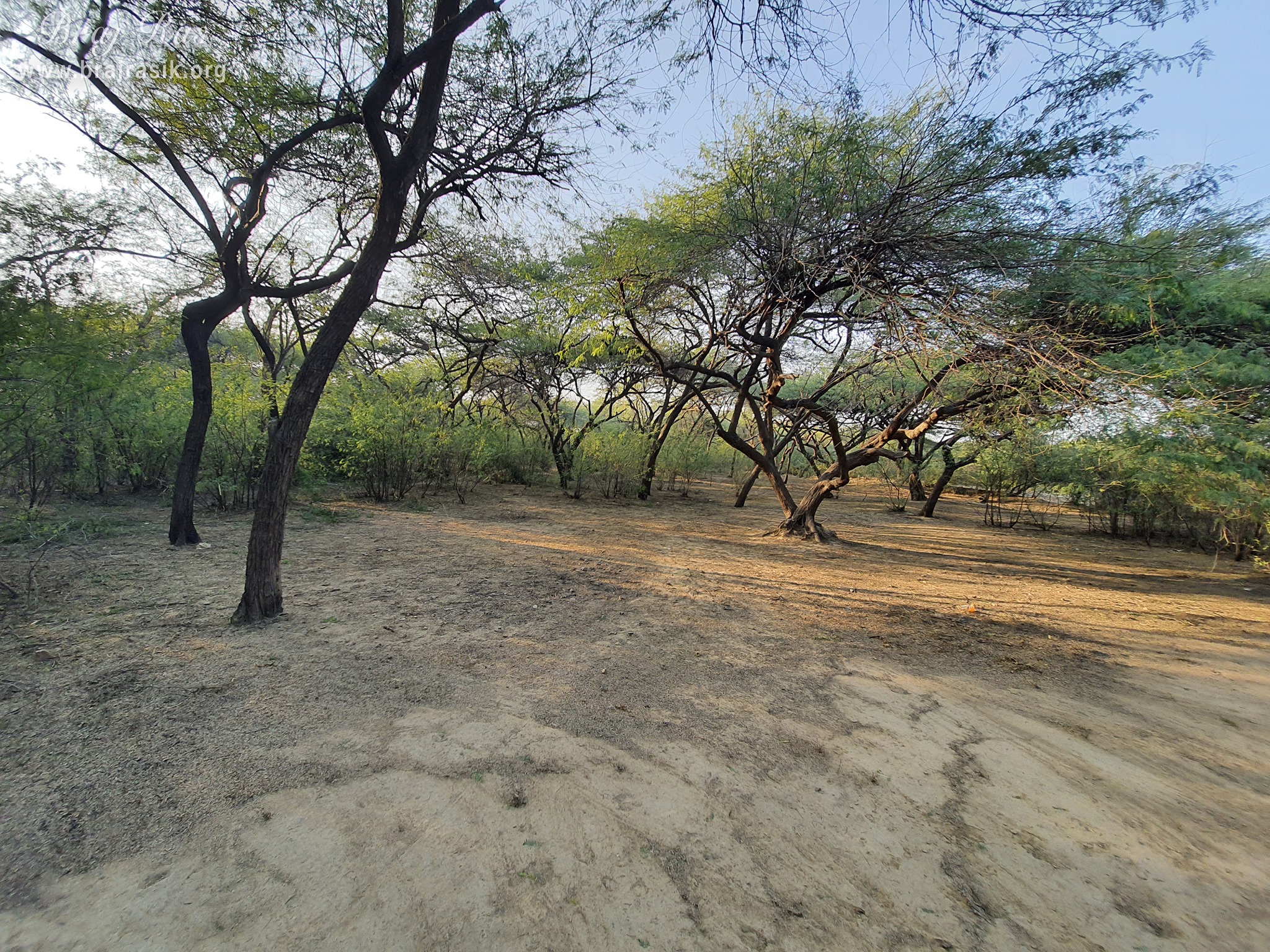 A nice view of divine forest at Shyam Kuti