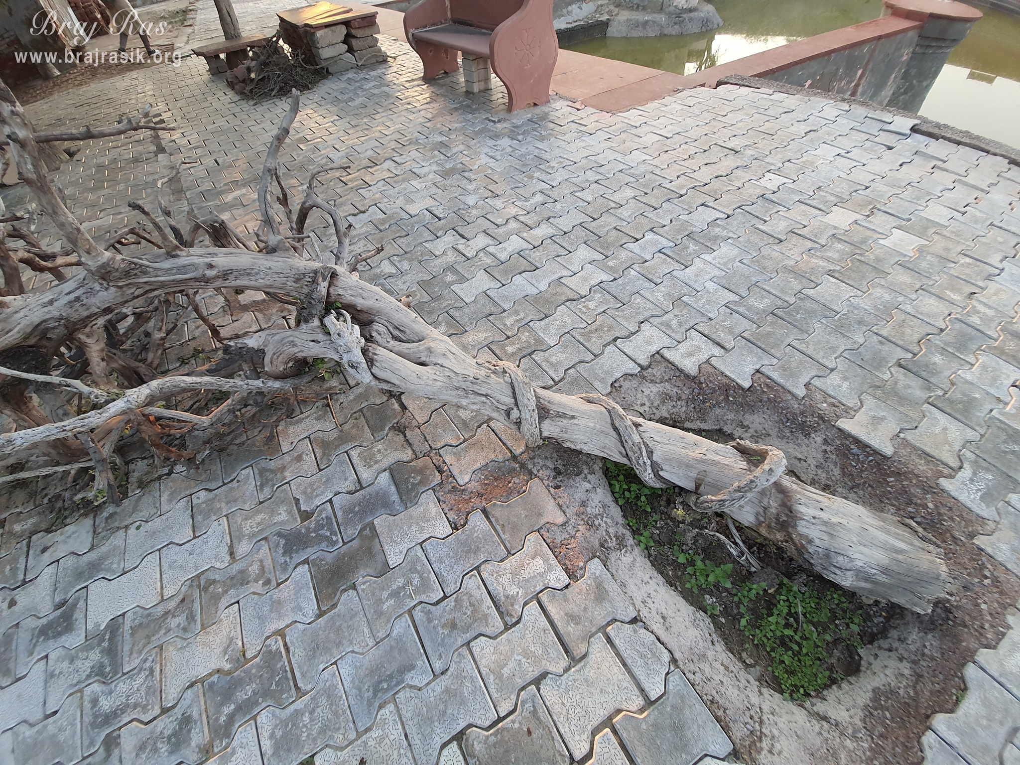This is Shyam Tamal tree where vines are clinging to it's body. Many Rasik saints give example of how Radha Krishn are embracing each other.