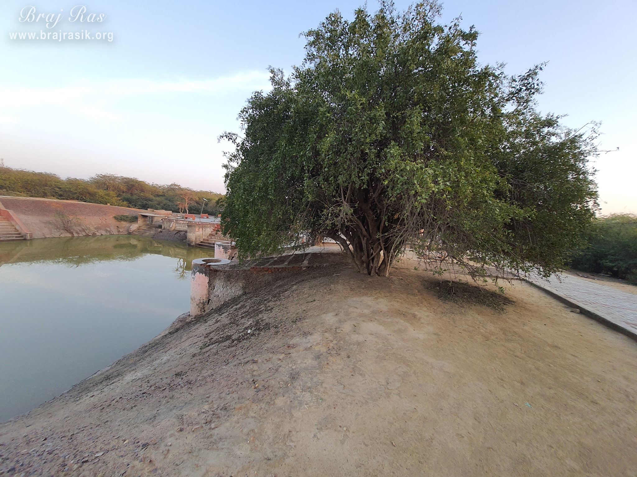 Nice view of a tree at the pond near Shyam Kuti, Govardhan