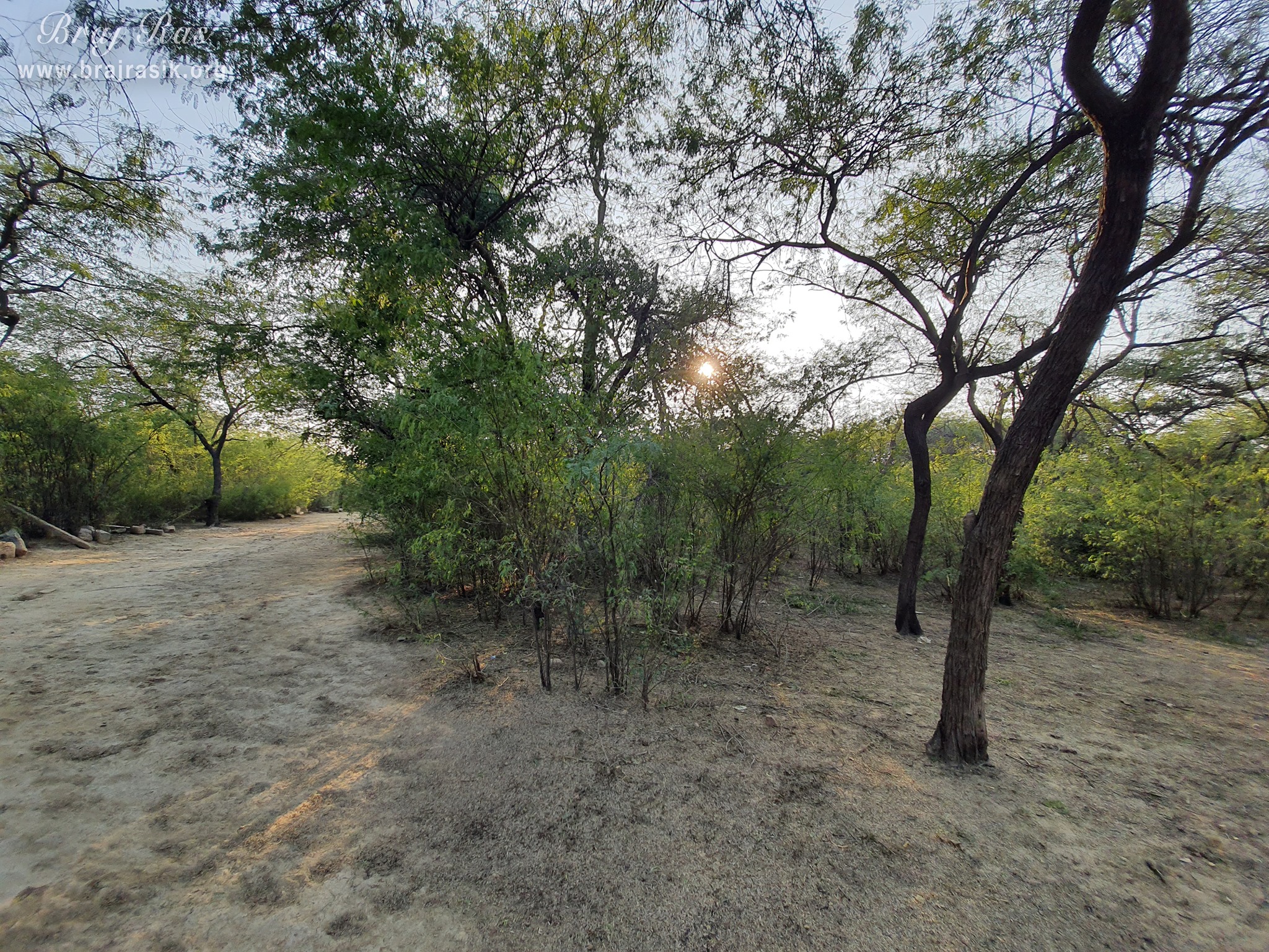 Glimpses of forest near Govardhan, Shyam Kuti
