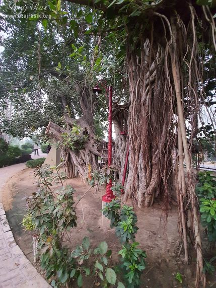 Beautiful view of the banyan tree at Ramtal, Vrindavan