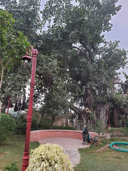 Beautiful view of the greenery at Ramtal, Vrindavan