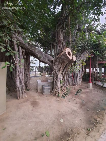 View of Saubhari Rishi seated beneath a banyan tree at Ramtal, Vrindavan