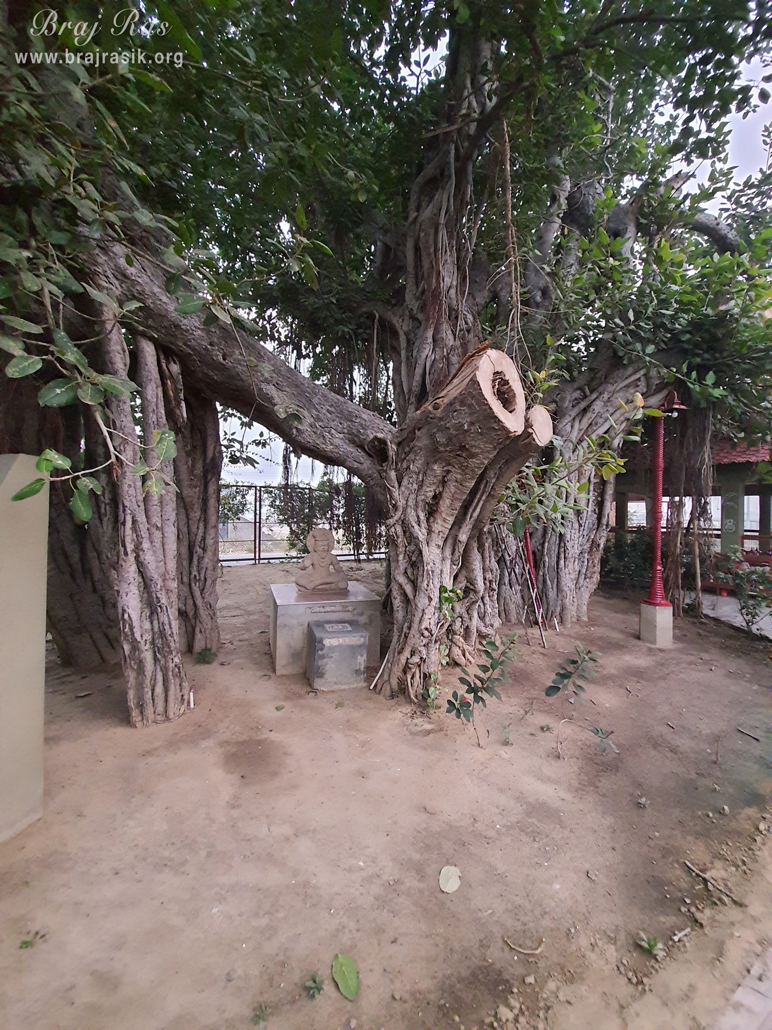 View of Saubhari Rishi seated beneath a banyan tree at Ramtal, Vrindavan