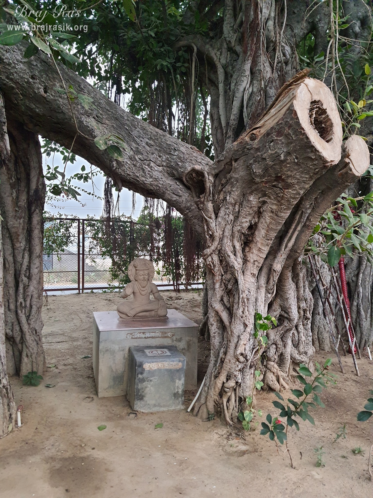 Close view of Saubhari Rishi seated beneath a banyan tree at Ramtal, Vrindavan