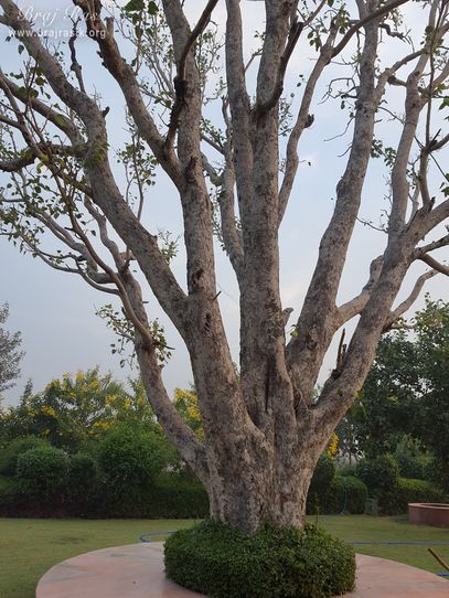 View of a beautiful tree at Ramtal, Vrindavan