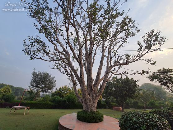 A nice view of a beautiful tree at Ramtal, Vrindavan