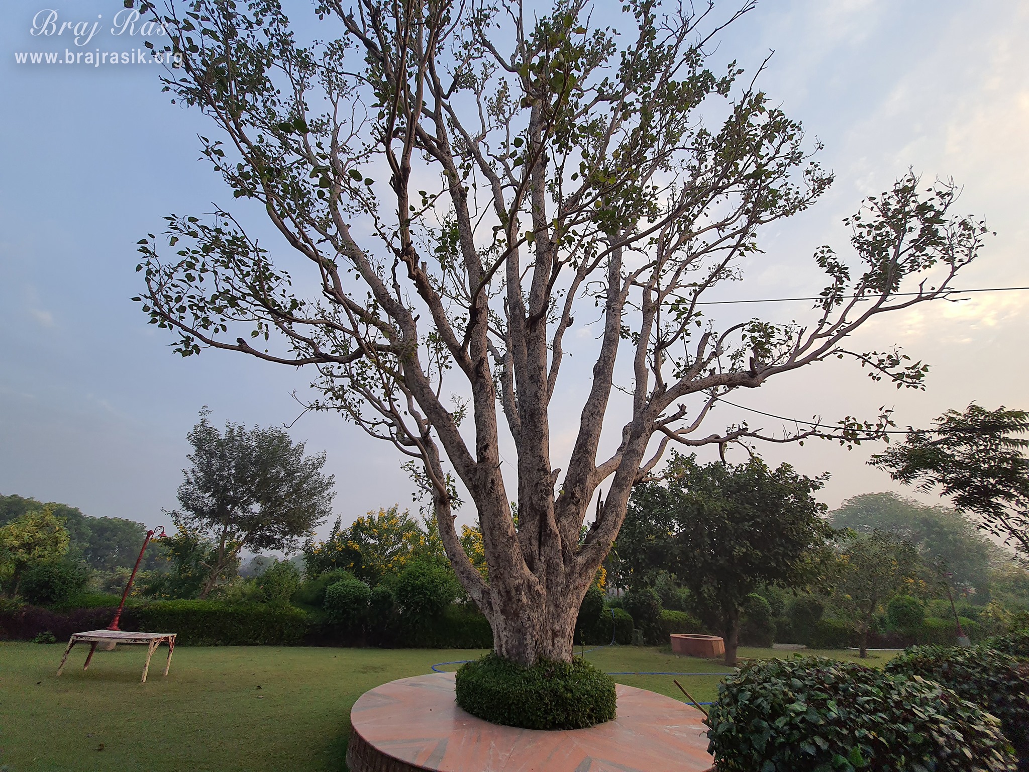 A nice view of a beautiful tree at Ramtal, Vrindavan