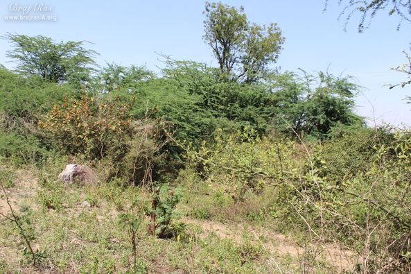A different view of the forest near Vyomasur's Cave in Kamyavan.