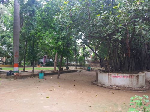 View of an ancient tree in Devaraha Baba Samadhi/Bhajan Sthal.