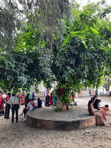 Devotees sitting under a tree in the sand of Ramanreti, Gokul - Braj.