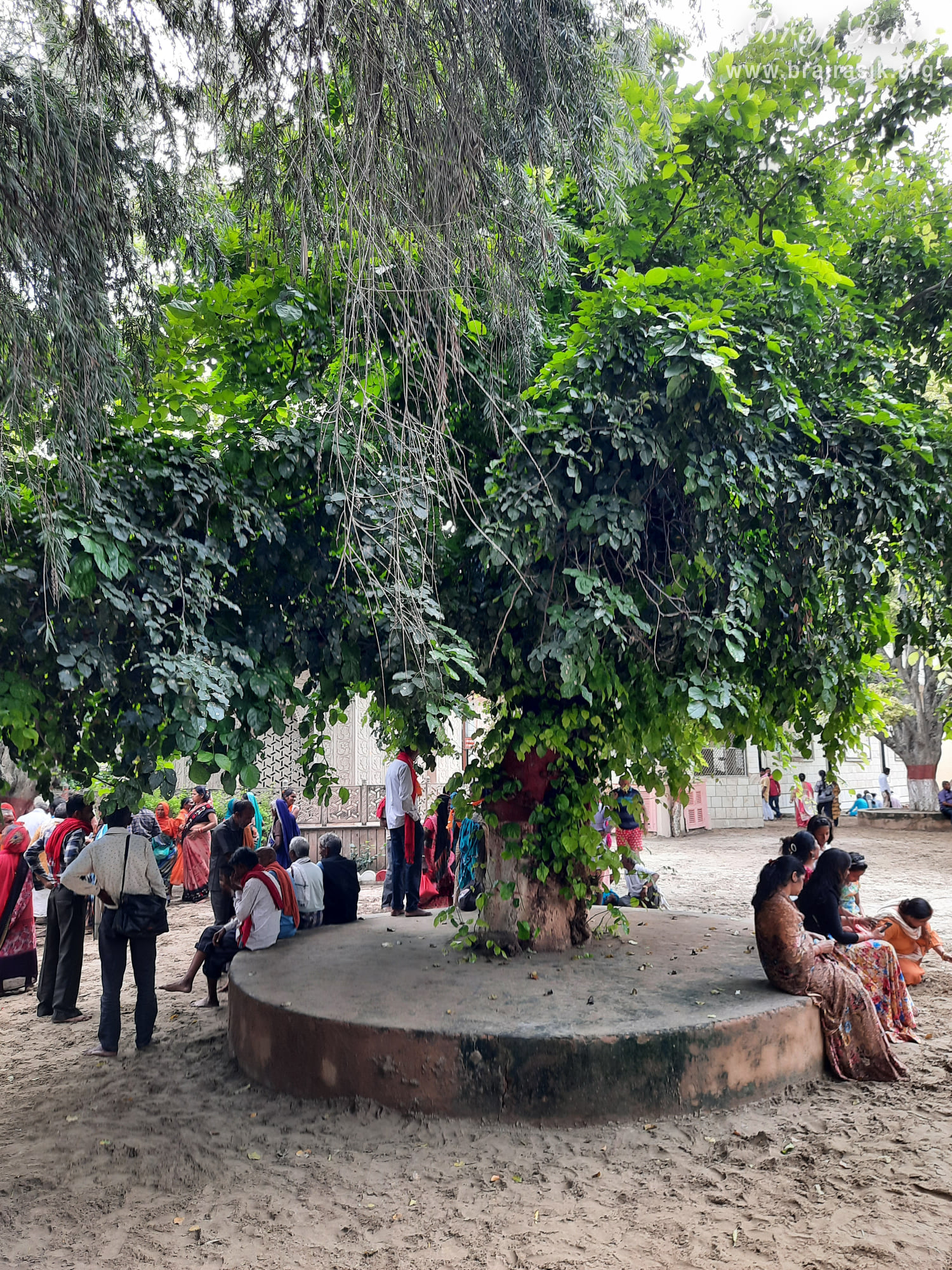 Devotees sitting under a tree in the sand of Ramanreti, Gokul - Braj.