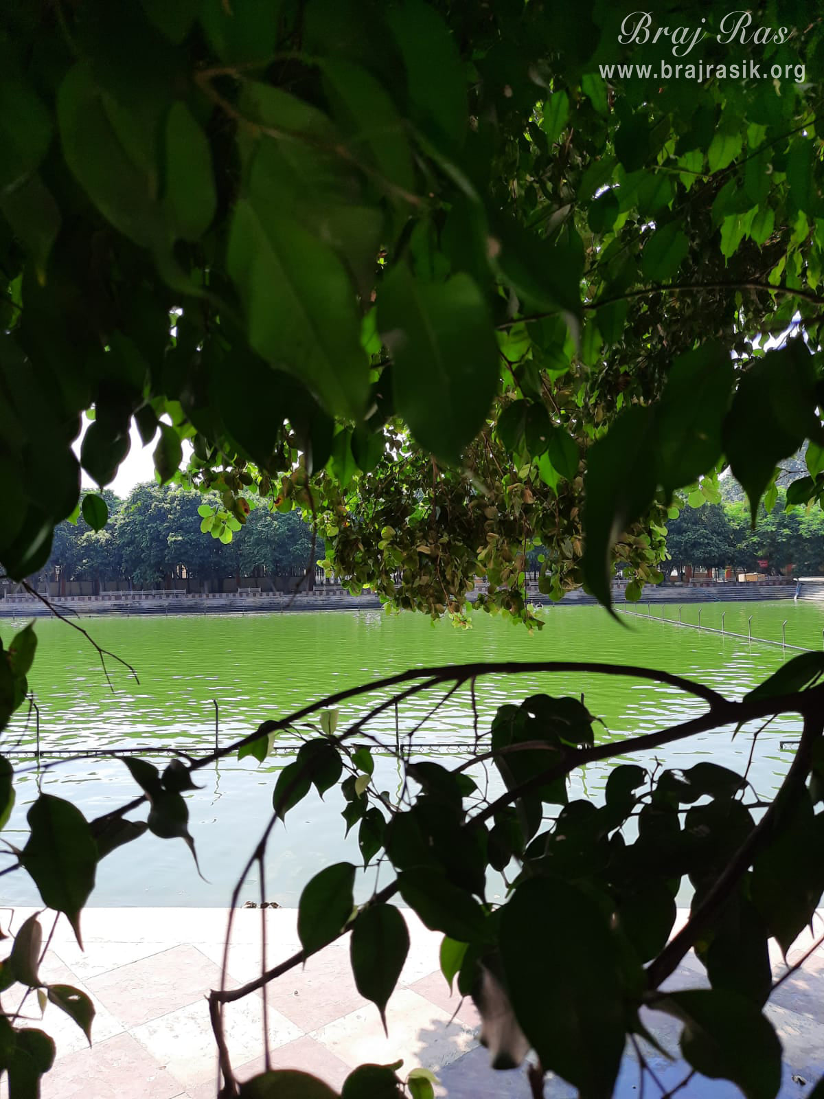 View of Raman Kund behind the tree at Ramanreti, Gokul - Braj.