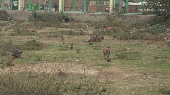 Various monkeys playing in the garden at Sankarshan Kund, Anyor, Govardhan