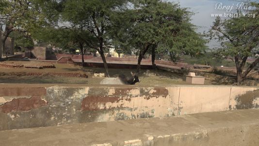 View of beautiful trees at Naval Kund in Punchari, Govardhan 