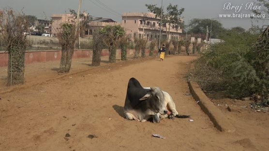 A bull is resting near Apsara Kund and Naval Kund, Punchari, Govardhan