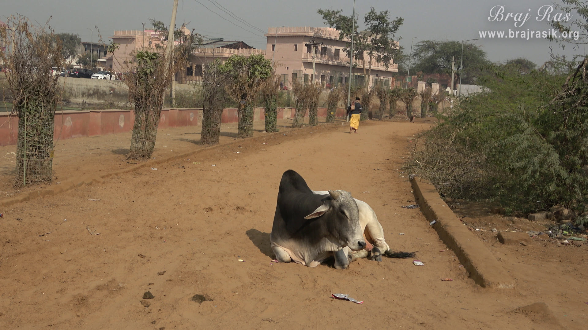 A bull is resting near Apsara Kund and Naval Kund, Punchari, Govardhan