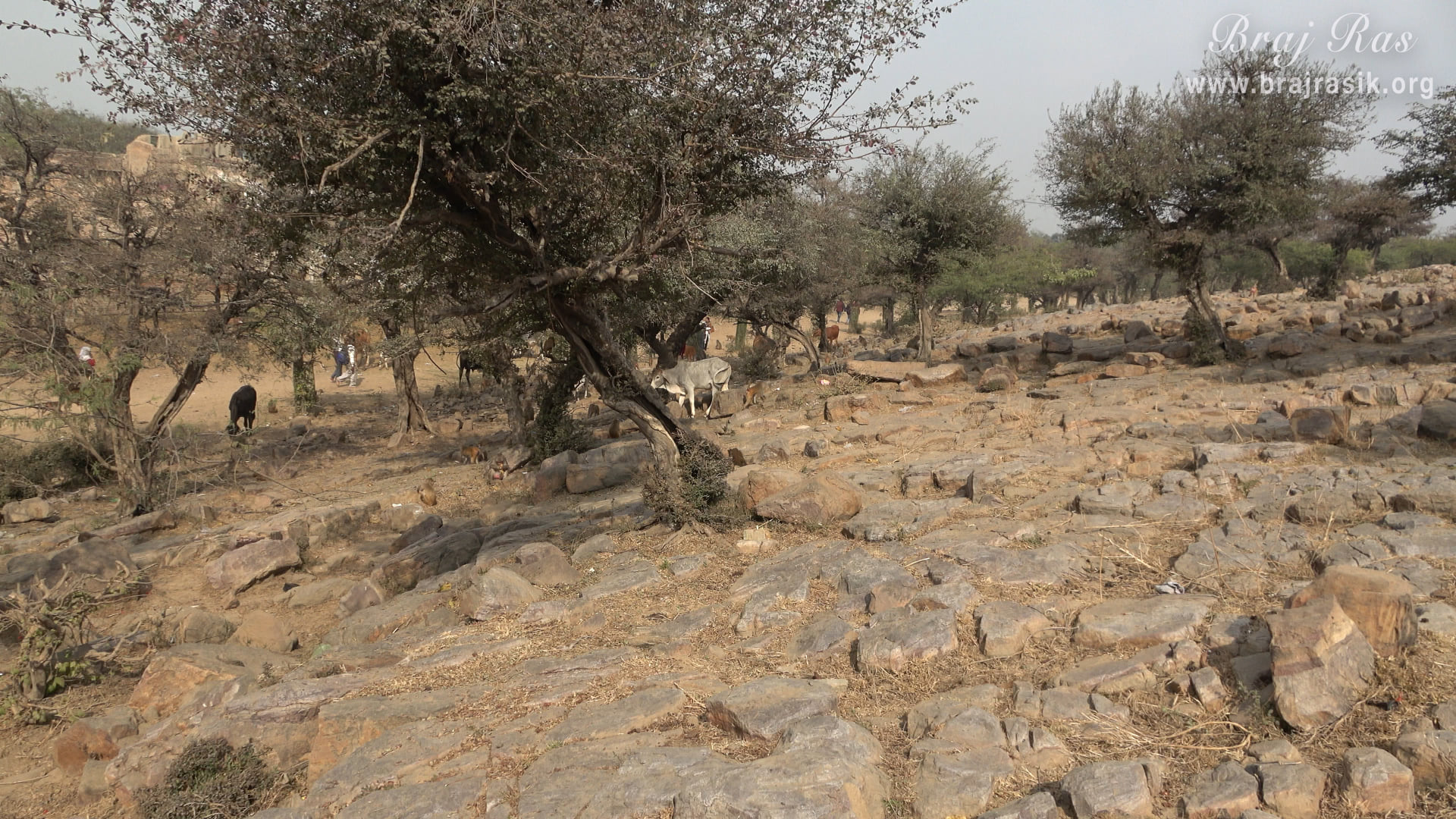 A beautiful view of cows and monkeys on Govardhan mountain at Sinduri Shila, Govardhan.