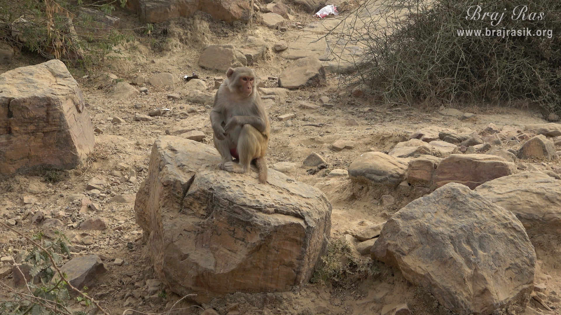 A monkey seated on a rock on Govardhan mountain at Sinduri Shila, Govardhan.