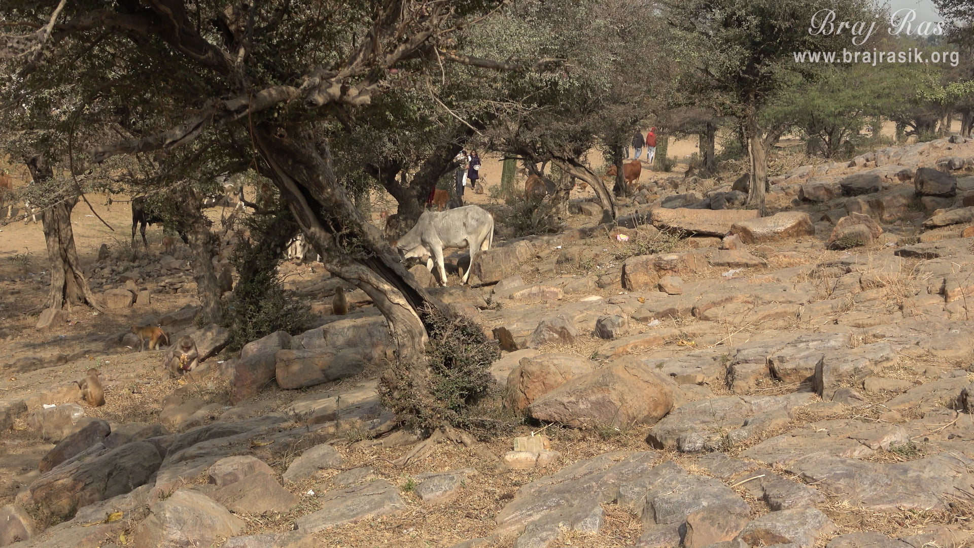 A nice view of Govardhan mountain at Sinduri Shila, Govardhan.
