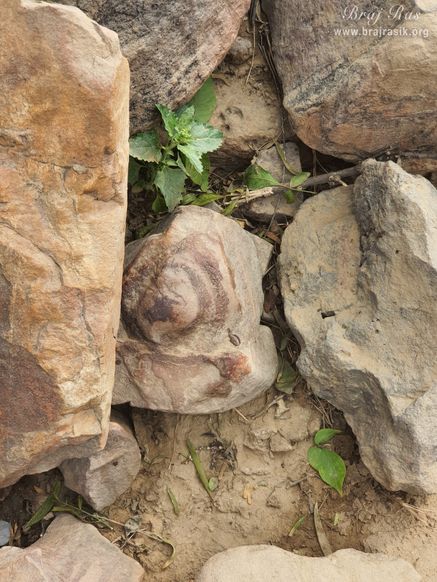 The symbols of rainbow and conch on a rock at Mukharvind, Govardhan.