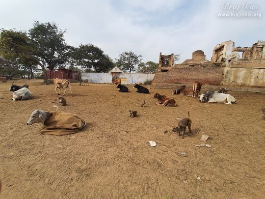 Beautiful cows resting at Surbhi Kund in Govardhan.