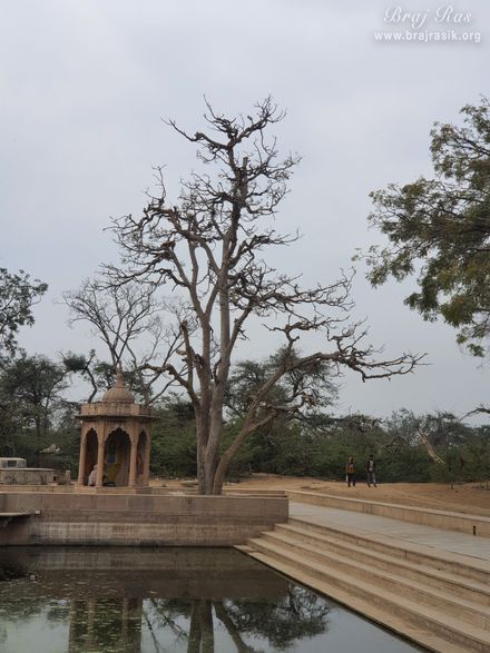 View of trees and stairs at Surbhi Kund in Govardhan.