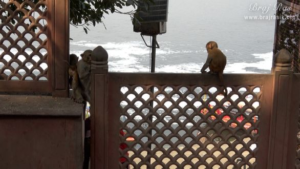 Monkeys around Shri Thakurani Ghat and Shri Govind Ghat in Gokul.