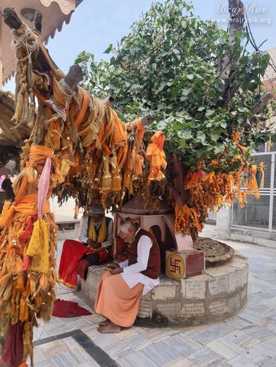 The Banyan tree, where the devotees tie ribbons to fulfill their wishes at Nand Bhavan or Chaurasi Khamba Temple in Gokul.