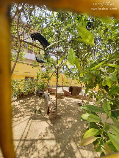 View of peacocks inside Shri Radha Tila in Vrindavan.