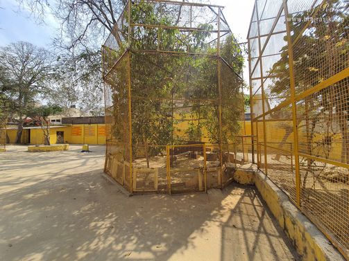 Various birds and peacocks stay here at Shri Radha Tila in Vrindavan.